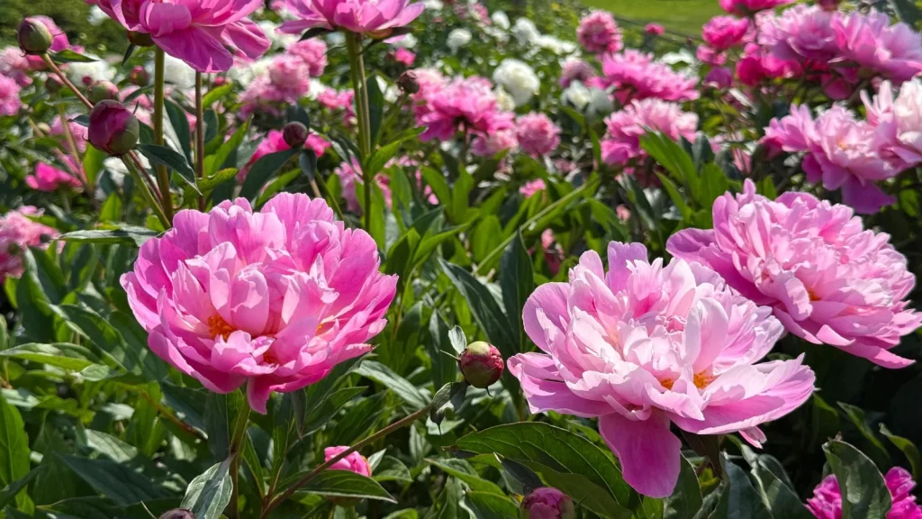 7 Easy Ways to Get Your Peonies to Bloom More
