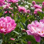 7 Easy Ways to Get Your Peonies to Bloom More