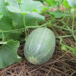 38 Vegetables to Plant in June