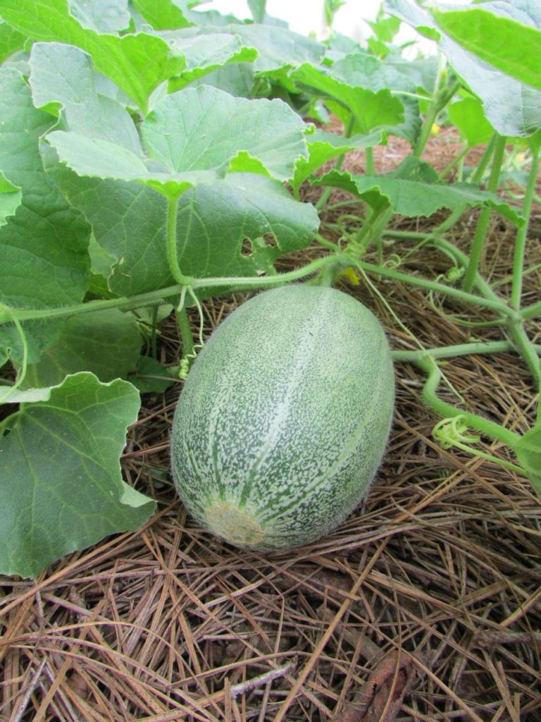 38 Vegetables to Plant in June