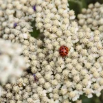 7 Natural Pest Control Hacks That Will Save Your Garden