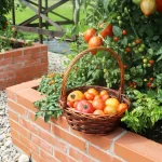 Our Favorite Tomato Varieties for Raised Beds