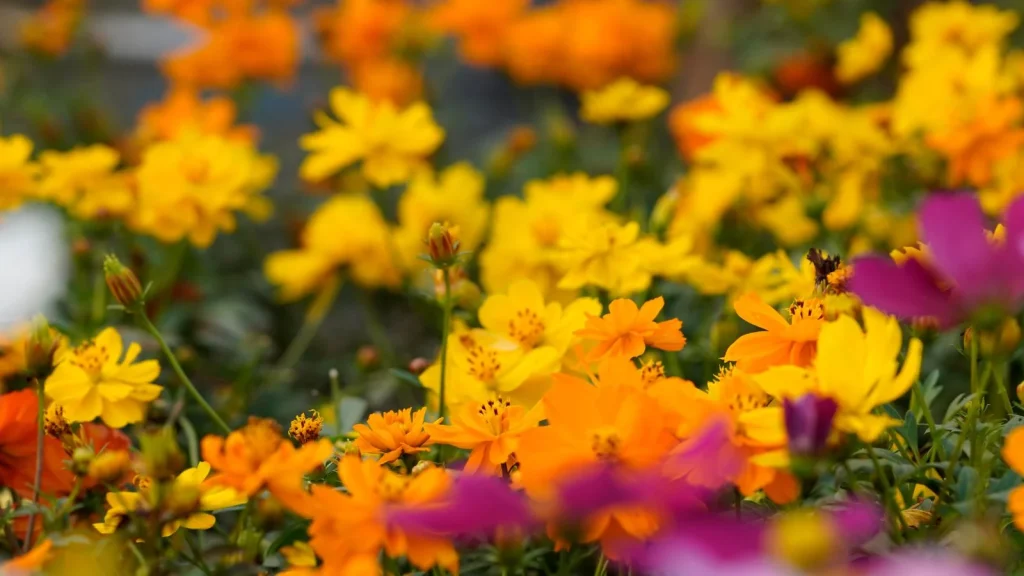 The Ultimate Guide to Succession Sowing Flowers
