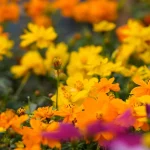 The Ultimate Guide to Succession Sowing Flowers