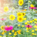 How to Mix Sunflowers and Zinnias for a Pollinator Paradise