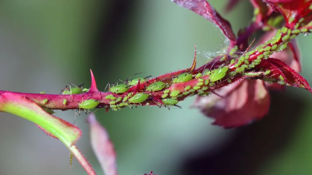 How to Deal With Aphids Naturally Before They Take Over