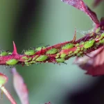 How to Deal With Aphids Naturally Before They Take Over