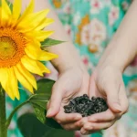 Plant These Seeds Straight in the Ground in May