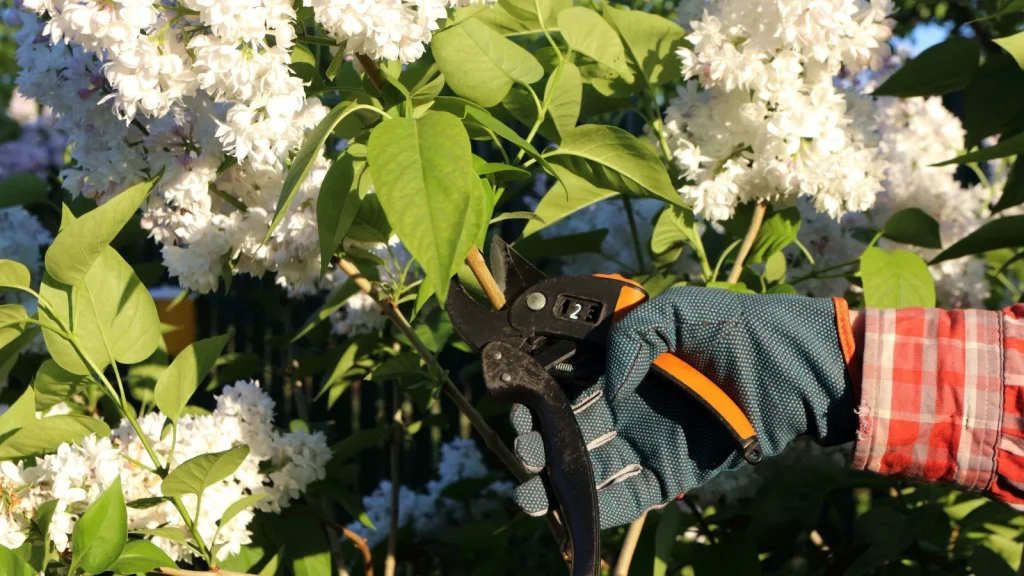 Spring Perennial Pruning Done Right: Our Best Tips