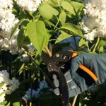 Spring Perennial Pruning Done Right: Our Best Tips
