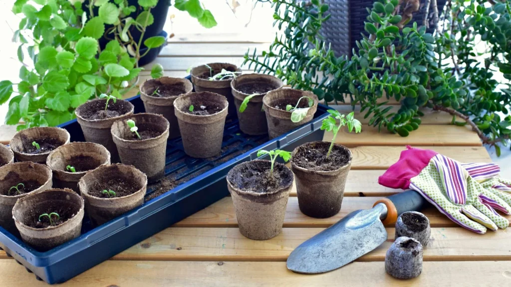 May Seed-Starting: What to Plant Now