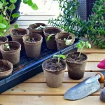 May Seed-Starting: What to Plant Now