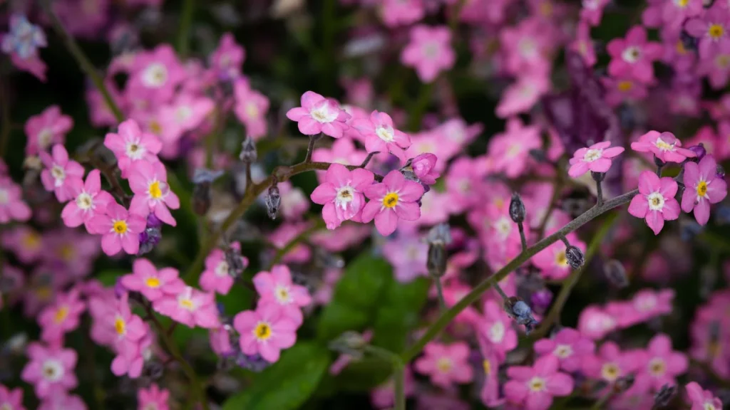 7 Pink Flowers That Love Growing in Shade