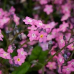 7 Pink Flowers That Love Growing in Shade