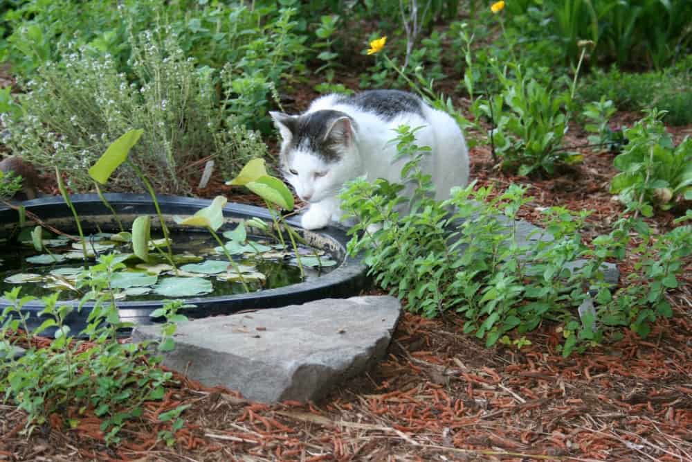 Companion Planting with Herbs for Garden Success