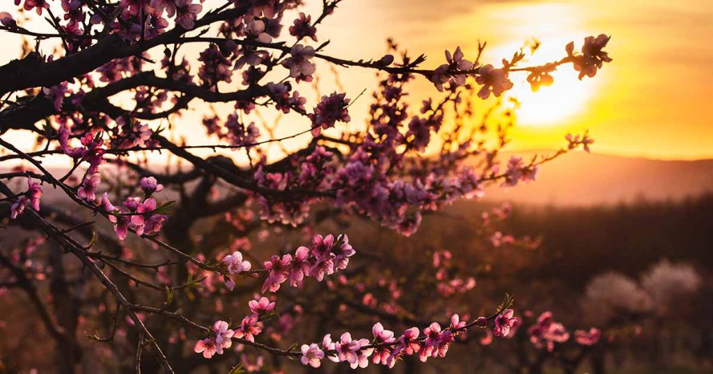 What Are Fruit Tree Guilds? Learn How to Start Your Own