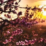 What Are Fruit Tree Guilds? Learn How to Start Your Own