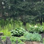 spring arrives in dawn’s ohio garden