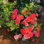 linda’s garden in georgia with 104 roses, part 2