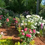 linda’s garden in georgia with 104 roses, part 1