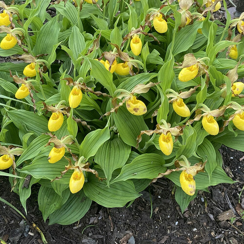 Susan’s Spring Garden in Michigan