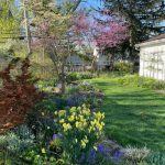 a rare spring week in kit’s ohio garden