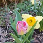 a simple spring in lee’s new york garden