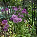 a blue and purple spring in dot’s garden