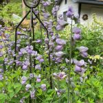 beautiful blooms from susan’s garden in north carolina