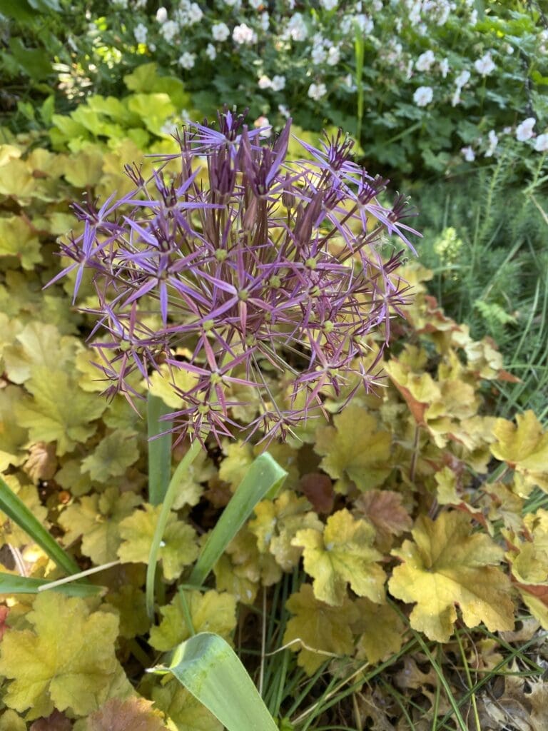 Garden Bloggers’ Bloom Day – May 2026 – Carol J. Michel