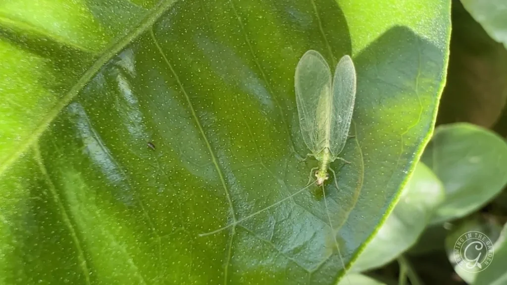 Lacewings in the Garden: Lifecycle and How to Attract Them