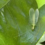 Lacewings in the Garden: Lifecycle and How to Attract Them Lacewings in the Garden: Lifecycle and How to Attract Them