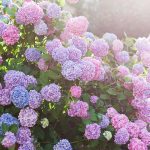 Learn How to Grow and Care for Hydrangeas Learn How to Grow and Care for Hydrangeas