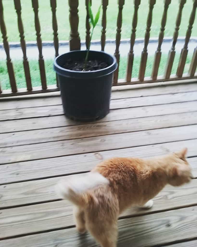 Growing Ginger in the Home Garden