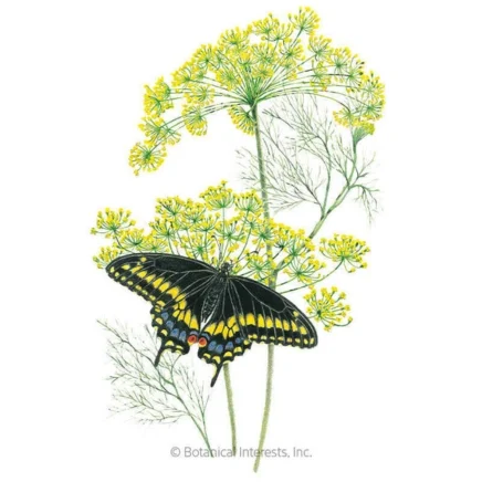 bouquet dill seeds