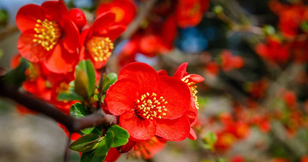 How to Grow Flowering Quince for Early Spring Color
