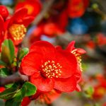 How to Grow Flowering Quince for Early Spring Color