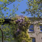 Manhattan Wisteria Walk: Exercise for the Florally-Inclined