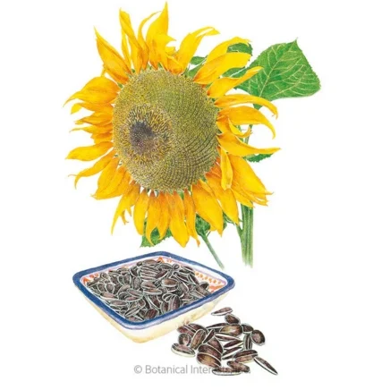 mongolian giant sunflower seeds