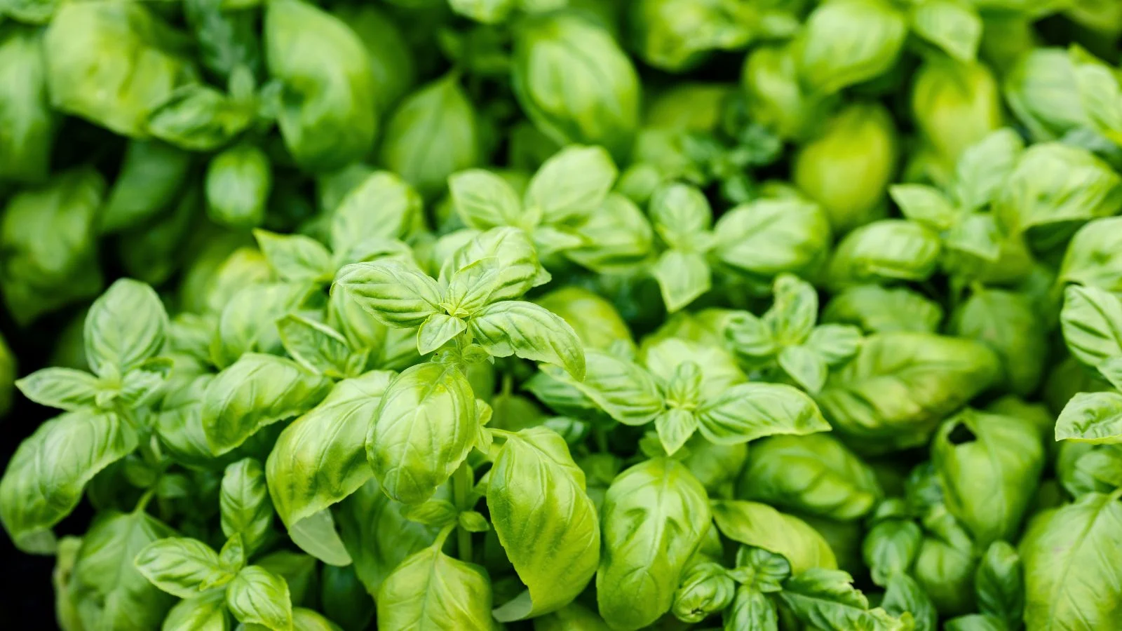 a close-up shot of a large composition of aromatic green leaves of the genovese basil herb
