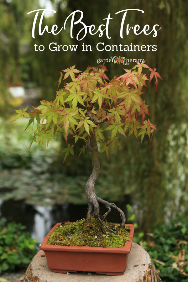 potted trees: the best container trees to grow in pots 7 potted trees: the best container trees to grow in pots