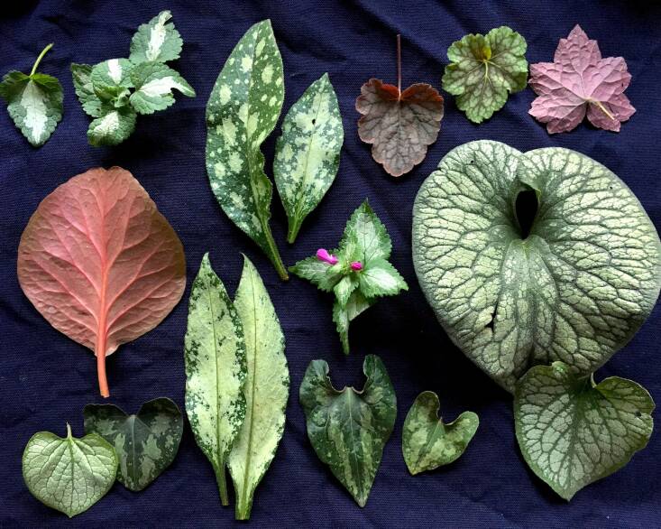 Shade Gardens and ‘The Gardener’s Mindset’: An Excerpt from Stephen Orr’s New Book