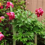 Stop Peonies From Flopping Over With an Upcycled Chair & Peony Support