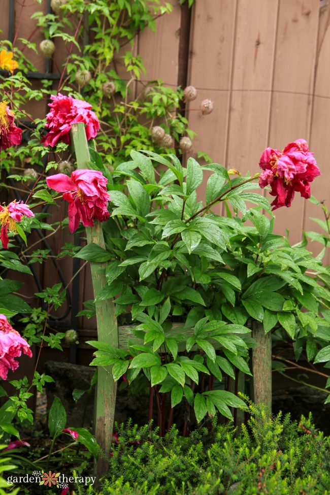 Stop Peonies From Flopping Over With an Upcycled Chair & Peony Support