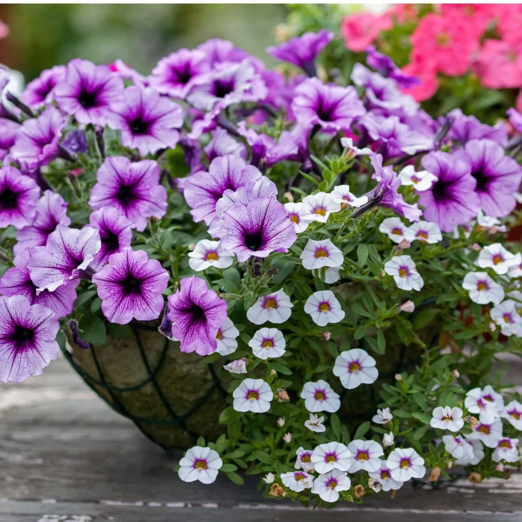 revive hanging baskets