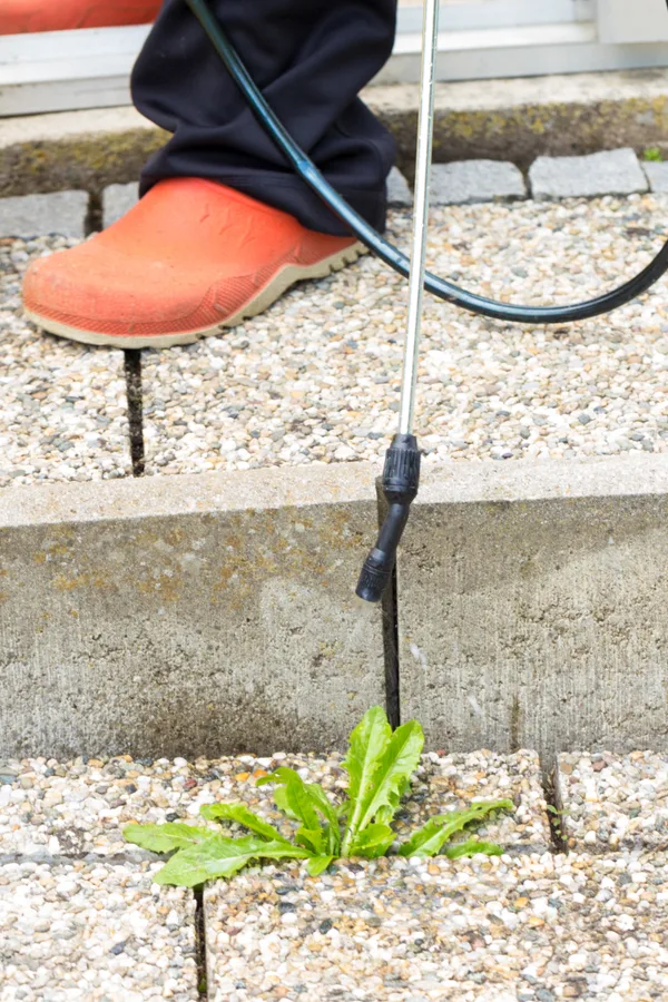 killing weeds with vinegar