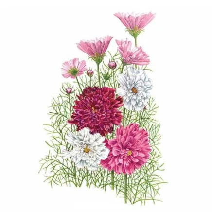 double click blend cosmos seeds