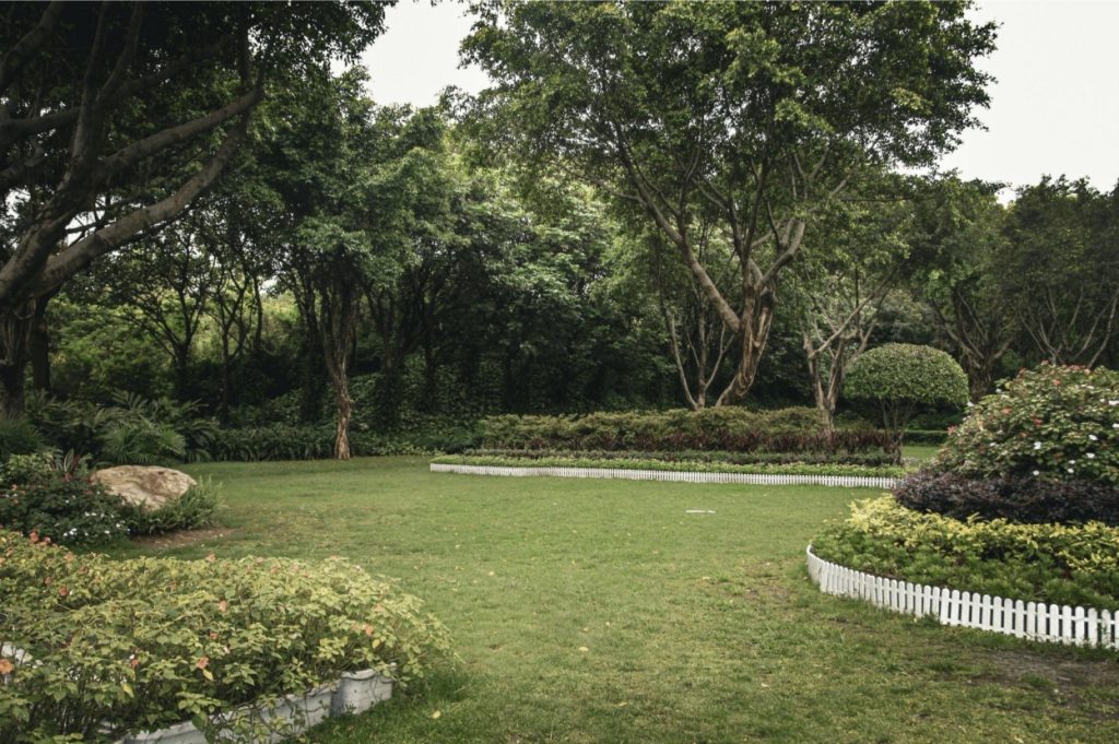 How Professional Spider Mite Treatment Protects Your Trees