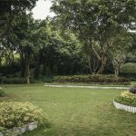 How Professional Spider Mite Treatment Protects Your Trees