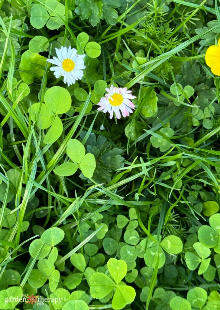 eco lawn